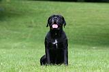 CANE CORSO 1190
